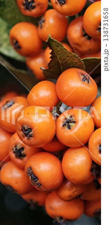 Macro photography of Pyracantha berries and green leaf. Macro photography of Pyracantha berries and green leaf. 138731658