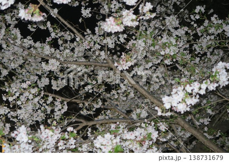 芝公園で輝く満開の桜 138731679