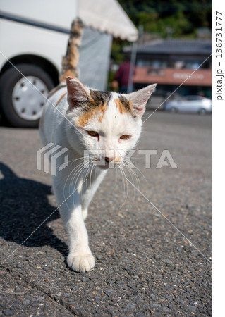 日差しの中を歩く三毛猫 138731777