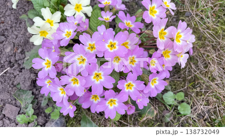 Lush cluster of purple primula vulgaris flowers with bright yellow centers blooming in spring garden Lush cluster of purple primula vulgaris flowers with bright yellow centers blooming in spring garden 138732049