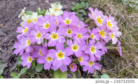 Lush cluster of purple primula vulgaris flowers with bright yellow centers blooming in spring garden 138732050