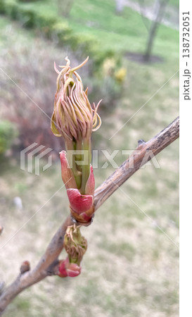 Macro of a blooming tree peony bud paeonia suffruticosa with young pinkish leaves in a spring garden Macro of a blooming tree peony bud paeonia suffruticosa with young pinkish leaves in a spring garden 138732051