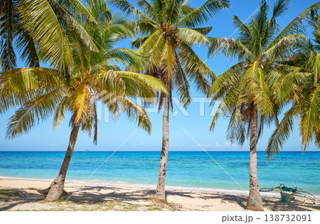 Coconut palms on a beautiful beach on the island of Malapascua, Philippines. Coconut palms on a beautiful beach on the island of Malapascua, Philippines. 138732091