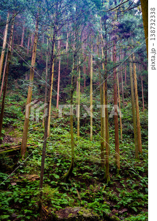 シダ生い茂る深い森の情景 138732338