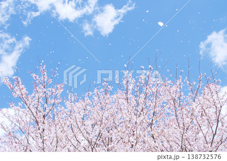 春の青空に桜吹雪が舞う爽やかな風景 138732576