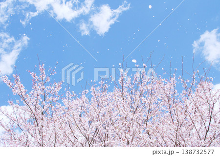 爽やかな春の青空に桜吹雪が舞う風景 138732577
