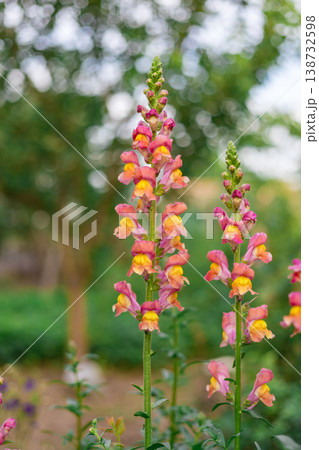 Delicate pink and yellow snapdragon flowers blooming in a garden setting. Antirrhinum Delicate pink and yellow snapdragon flowers blooming in a garden setting. Antirrhinum 138732598