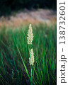 Calamagrostis epigejos. Delicate feathery grass seed head stands tall in a lush green meadow. Background image 138732601
