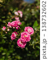 Close-up of delicate pink roses with intricate petals on a soft, blurred green background of foliage. Background 138732602