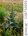A tall mullein grows in the field. Verbascum 138732605