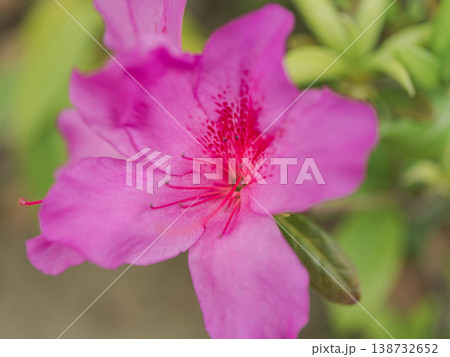 ツツジ ピンクの花 春 接写 マクロ 自然 日本の春 開花 植物 季節素材 背景素材 ツツジ ピンクの花 春 接写 マクロ 自然 日本の春 開花 植物 季節素材 背景素材 138732652