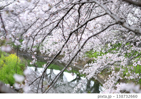 いつか見た桜 いつか見た桜 138732660