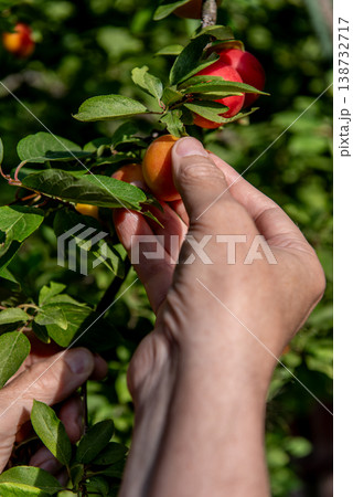 hand picking ripe red plums from tree branch 138732717