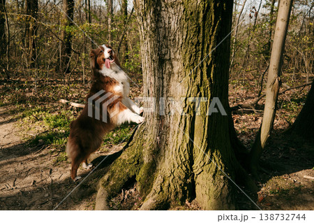 Australian shepherd standing with paws on tree trunk in forest enjoying sunny spring day. Perfect for playful pet behavior, training, outdoor lifestyle and animal themes Australian shepherd standing with paws on tree trunk in forest enjoying sunny spring day. Perfect for playful pet behavior, training, outdoor lifestyle and animal themes 138732744
