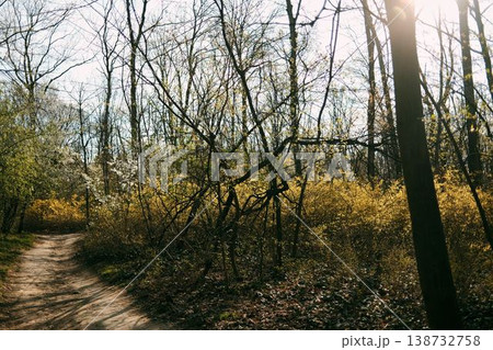 Forest trail with blooming yellow forsythia and sunlight rays, ideal for spring travel visuals, wellness themes, eco lifestyle and seasonal storytelling Forest trail with blooming yellow forsythia and sunlight rays, ideal for spring travel visuals, wellness themes, eco lifestyle and seasonal storytelling 138732758