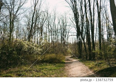 Forest path surrounded by blooming white trees in spring sunlight, perfect for travel, mindfulness, nature exploration and eco lifestyle storytelling 138732759