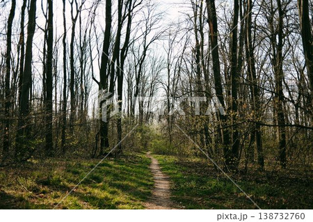 Spring forest path surrounded by tall trees and fresh greenery, perfect for travel, mindfulness, outdoor lifestyle and nature escape concepts 138732760