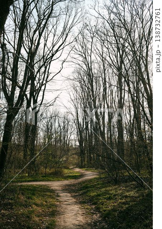 Spring forest path surrounded by tall trees and fresh greenery, perfect for travel, mindfulness, outdoor lifestyle and nature escape concepts Spring forest path surrounded by tall trees and fresh greenery, perfect for travel, mindfulness, outdoor lifestyle and nature escape concepts 138732761