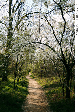 Forest path surrounded by blooming white trees in spring sunlight, perfect for travel, mindfulness, nature exploration and eco lifestyle storytelling Forest path surrounded by blooming white trees in spring sunlight, perfect for travel, mindfulness, nature exploration and eco lifestyle storytelling 138732763