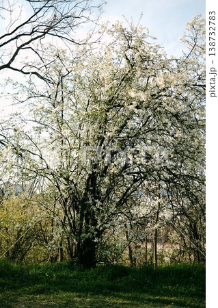 White cherry blossom tree in natural landscape with sunlight, ideal for spring nature themes, travel visuals, relaxation concepts and environmental storytelling 138732783