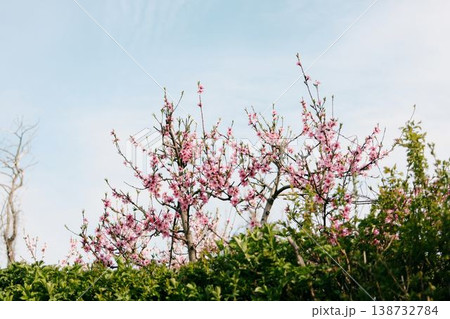 Blooming peach tree with soft pink flowers under blue sky, perfect for spring marketing, agriculture concepts, organic farming and seasonal lifestyle visuals Blooming peach tree with soft pink flowers under blue sky, perfect for spring marketing, agriculture concepts, organic farming and seasonal lifestyle visuals 138732784