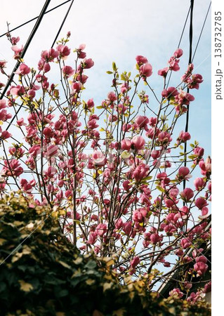 Dark pink magnolia tree blooming in urban garden with sky and cables, combining nature and city life, ideal for environmental, lifestyle and urban spring concepts 138732785