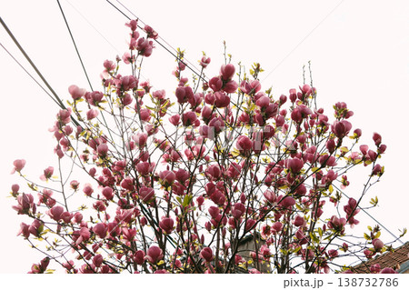 Dark pink magnolia tree blooming in urban garden with sky and cables, combining nature and city life, ideal for environmental, lifestyle and urban spring concepts Dark pink magnolia tree blooming in urban garden with sky and cables, combining nature and city life, ideal for environmental, lifestyle and urban spring concepts 138732786