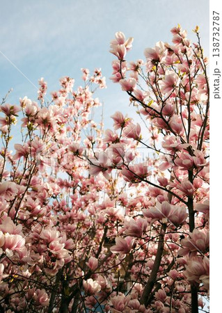 Close up of magnolia blossoms in warm sunlight with soft focus background, perfect for beauty, wellness, romantic design, seasonal advertising and floral concept visuals Close up of magnolia blossoms in warm sunlight with soft focus background, perfect for beauty, wellness, romantic design, seasonal advertising and floral concept visuals 138732787