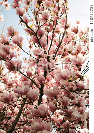 Close up of magnolia blossoms in warm sunlight with soft focus background, perfect for beauty, wellness, romantic design, seasonal advertising and floral concept visuals Close up of magnolia blossoms in warm sunlight with soft focus background, perfect for beauty, wellness, romantic design, seasonal advertising and floral concept visuals 138732788