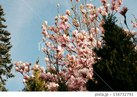Blooming magnolia tree with soft pink flowers against clear blue sky, ideal for spring branding, wellness concepts, seasonal campaigns and fresh lifestyle visuals Blooming magnolia tree with soft pink flowers against clear blue sky, ideal for spring branding, wellness concepts, seasonal campaigns and fresh lifestyle visuals 138732791