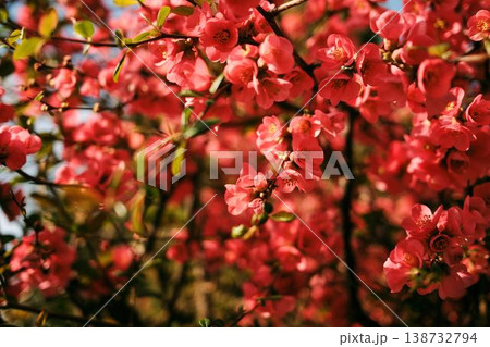 Close up of Japanese quince pink blossoms in soft sunlight with shallow depth of field, perfect for beauty, wellness, seasonal advertising, floral design and romantic concepts Close up of Japanese quince pink blossoms in soft sunlight with shallow depth of field, perfect for beauty, wellness, seasonal advertising, floral design and romantic concepts 138732794