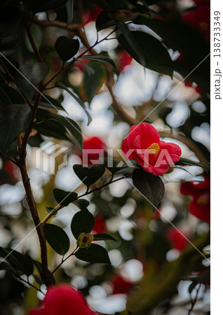 北海道札幌 百合が原公園温室の植物と緑の風景 北海道札幌 百合が原公園温室の植物と緑の風景 138733349