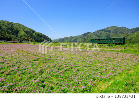 青空の下で野原いっぱいに咲く蓮華の側を走り抜ける若桜鉄道のレトロな気動車 138733431