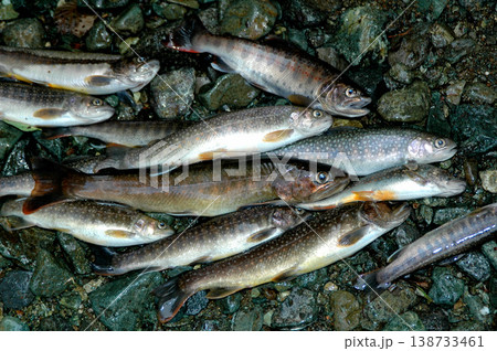 渓流釣りの釣果 138733461