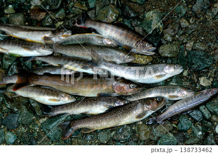 渓流釣りの釣果 渓流釣りの釣果 138733462