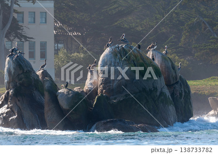 Pelicans sitting on a rock in Monterrey Bay 138733782