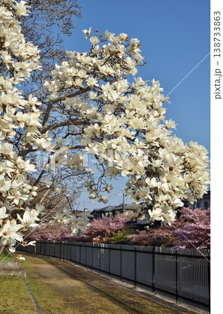 淀水路 ハクモクレンと河津桜(京都市伏見区) 淀水路 ハクモクレンと河津桜(京都市伏見区) 138733863