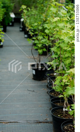 The nursery sells currant fruit bush seedlings. The nursery sells currant fruit bush seedlings. 138733866