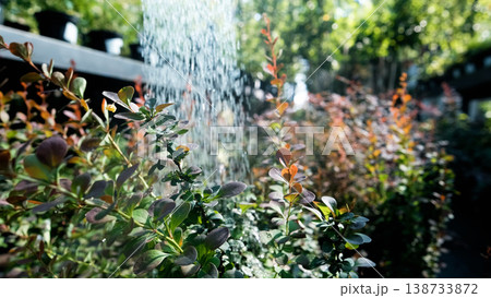 Red Thunberg barberry seedlings are watered with a watering can at a garden center. Plant care Red Thunberg barberry seedlings are watered with a watering can at a garden center. Plant care 138733872
