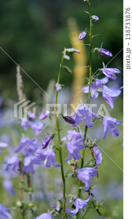 Close-up of a group of round-leaved bellflowers Close-up of a group of round-leaved bellflowers 138733876