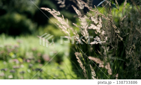 A walk on a sunny day through the Gorno-Altai Botanical Garden. A walk on a sunny day through the Gorno-Altai Botanical Garden. 138733886