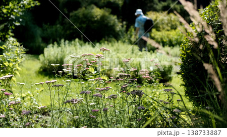 A walk on a sunny day through the Gorno-Altai Botanical Garden. A walk on a sunny day through the Gorno-Altai Botanical Garden. 138733887