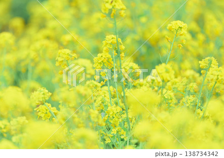 菜の花 菜の花 138734342