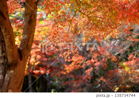 鮮やか　輝　紅葉　カエデの葉 138734744