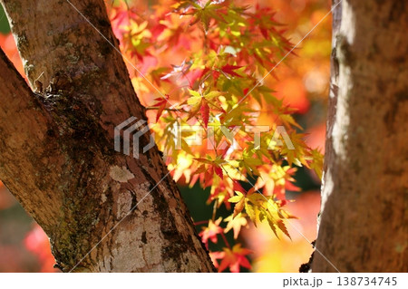鮮やか　色づく　カエデの葉 138734745