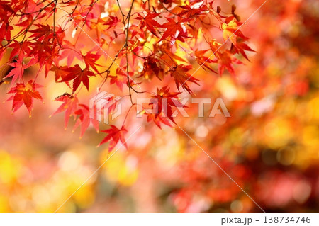 華やか 煌めき 紅葉 カエデの葉 華やか 煌めき 紅葉 カエデの葉 138734746