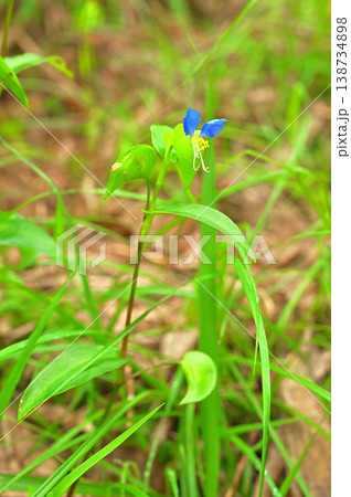 伊豆半島の伊豆山稜線歩道 伽藍山 ツユクサ 伊豆半島の伊豆山稜線歩道 伽藍山 ツユクサ 138734898
