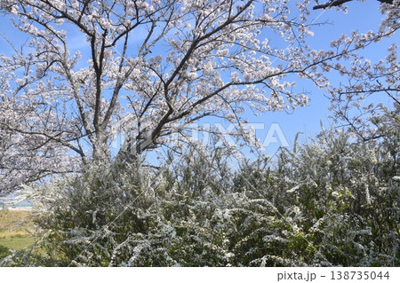 ふるさと桜づつみ回廊 138735044