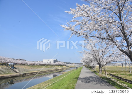 ふるさと桜づつみ回廊 ふるさと桜づつみ回廊 138735049