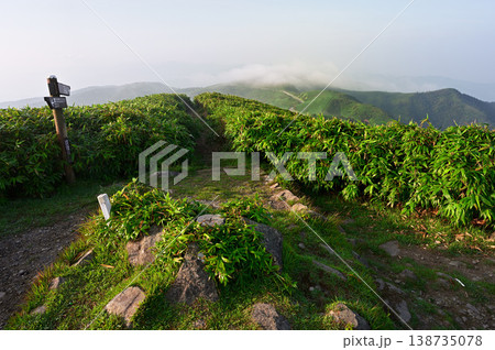 伊豆半島の伊豆山稜線歩道 夏の朝の達磨山山頂 伊豆半島の伊豆山稜線歩道 夏の朝の達磨山山頂 138735078